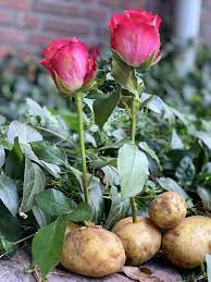 Grow roses by placing the stems in potatoes.