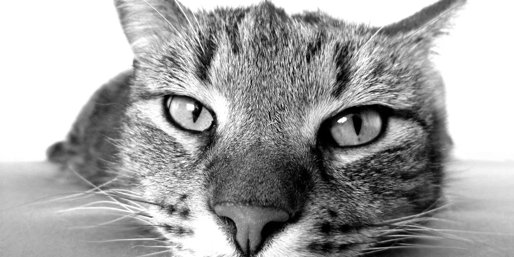 The 10 Best Cat Videos on the Internet