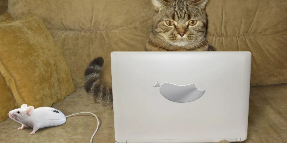 How to Waste your Time Online